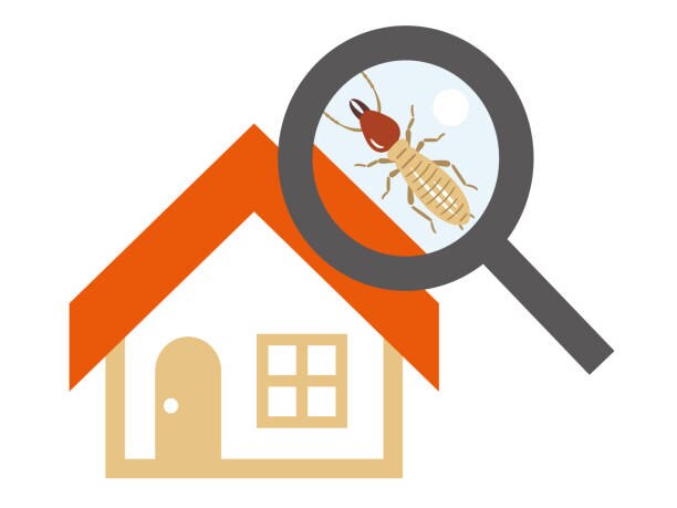 Termite Management Services